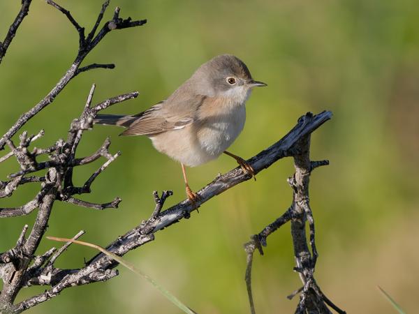 <h3><a href="/trips/kreta/biota/animalia/chordata/aves/passeriformes/sylviidae/curruca cantillans/curruca cantillans-nl.html">Curruca&nbsp;cantillans</a> / Eastern&nbsp;subalpine&nbsp;warbler / Balkanbaardgrasmus</h3>OM-1 Mark II met OLYMPUS M.150-400mm F4.5, 1/2000 sec  bij F4.5, ISO 500, afstand 12.9&nbsp;m